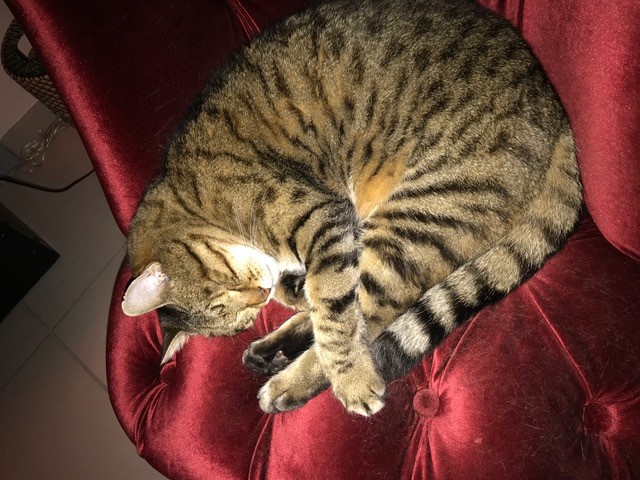 Tigrou de Mathilde Guichard