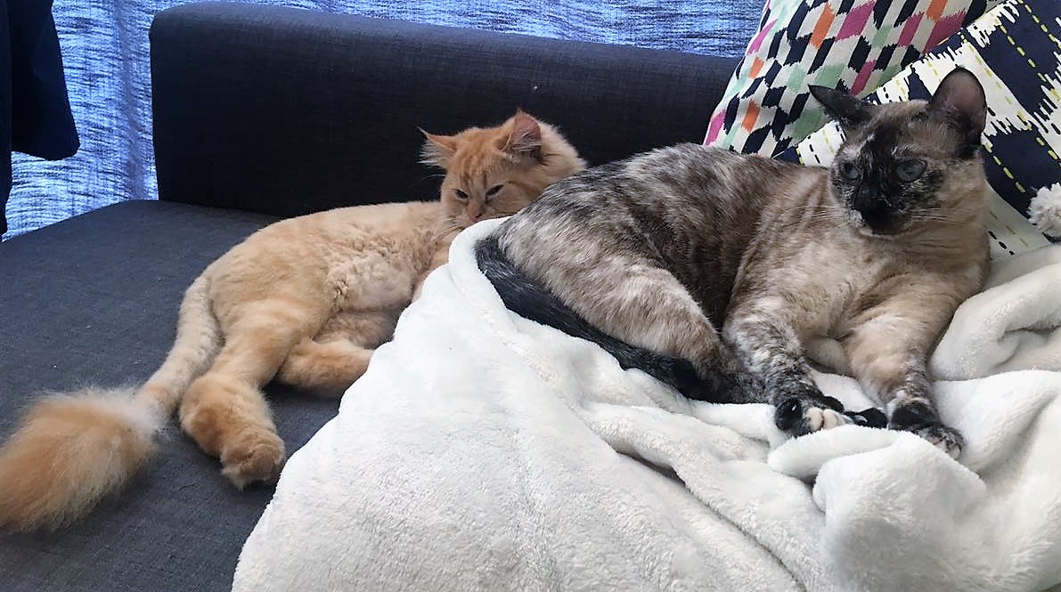 Cupcake and Raul Huber