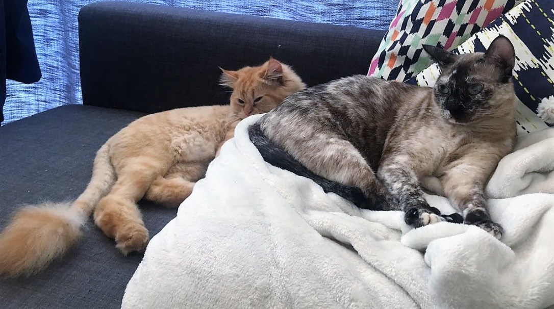 Cupcake and Raul Huber